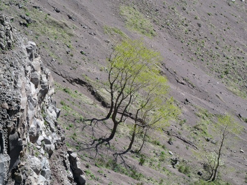 Karge tapfere Bäume auf dem Lavafeld im Krater von Vesuv werfen sonderbare Schatten im hellen Licht
