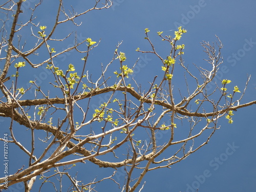Der ausgetrocknete Baum wacht auf im Frühling mit zarten grünen Blttern auf Hintergrund von blauem Himmel
