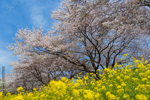 春らしい満開の桜と菜の花