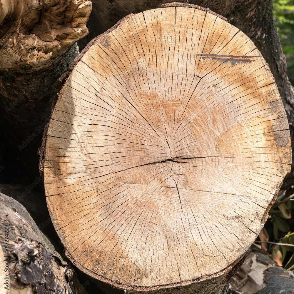 Naklejka premium Holzscheibe