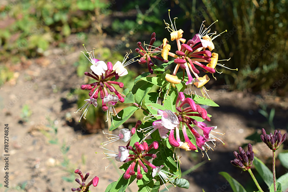 Ornamental honeysuckle flowers in the garden. Ornamental honeysuckle flowers in the garden.