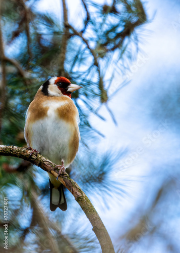 Photography European Goldfinch (Carduelis carduelis) - Found across Europe, Asia & North Afr