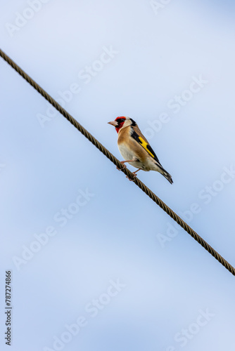 Photography European Goldfinch (Carduelis carduelis) - Found across Europe, Asia & North Afr