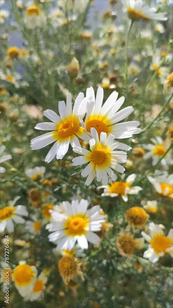Beautiful shot of a wild chamomile at daylight in the park. Beautiful shot of a wild chamomile at daylight in the park.