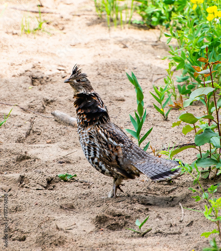 Ruffed grouse on the ground