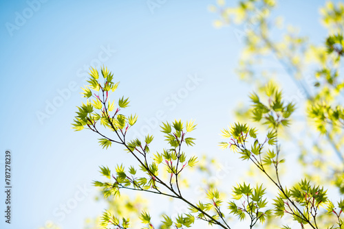 Beautiful tree branch with young leaves. Springtime. Beautiful picturesque spring background in Japanese style. Shallow depth of field. Macro.