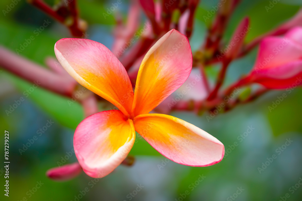 Fototapeta premium Beautiful frangipani flowers in the morning in Bedugul Bali