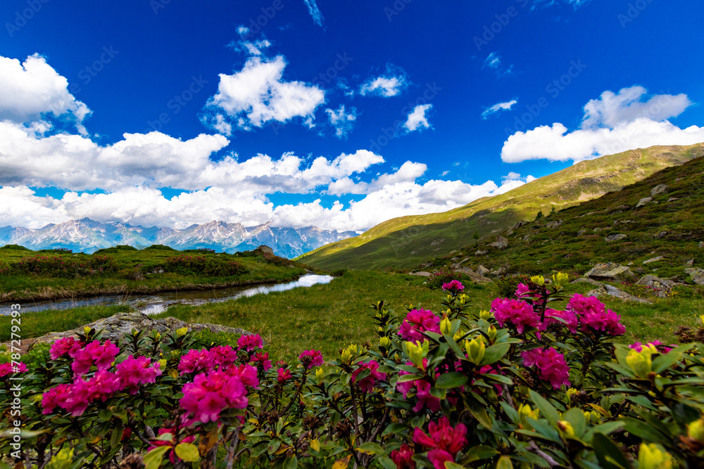 Alpine Elegance: Pink Alpine Roses in the Foreground with Mountain Stream (Austria) Alpine Elegance: Pink Alpine Roses in the Foreground with Mountain Stream (Austria)