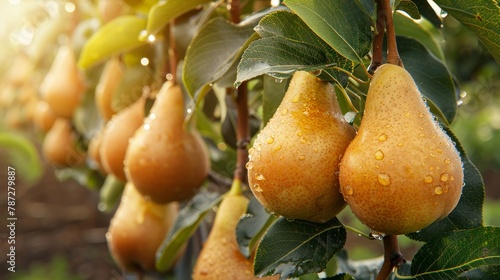 Macro close up of dewy pear hanging on tree, wide banner with ample copy space for text placement