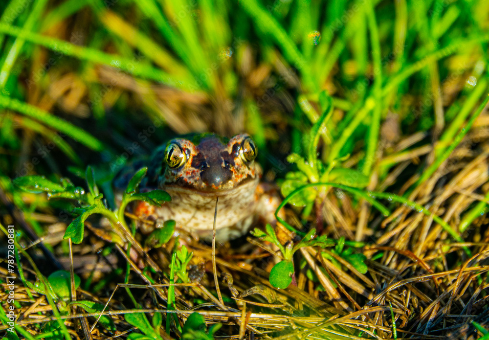 Batrachology. Common spadefoot (Pelobates vespertinus Pallas) ammocolous amphibian. The valley of the Don River in the middle reaches, a grassy meadow on sandy soil (the base of the dune) Batrachology. Common spadefoot (Pelobates vespertinus Pallas) ammocolous amphibian. The valley of the Don River in the middle reaches, a grassy meadow on sandy soil (the base of the dune)