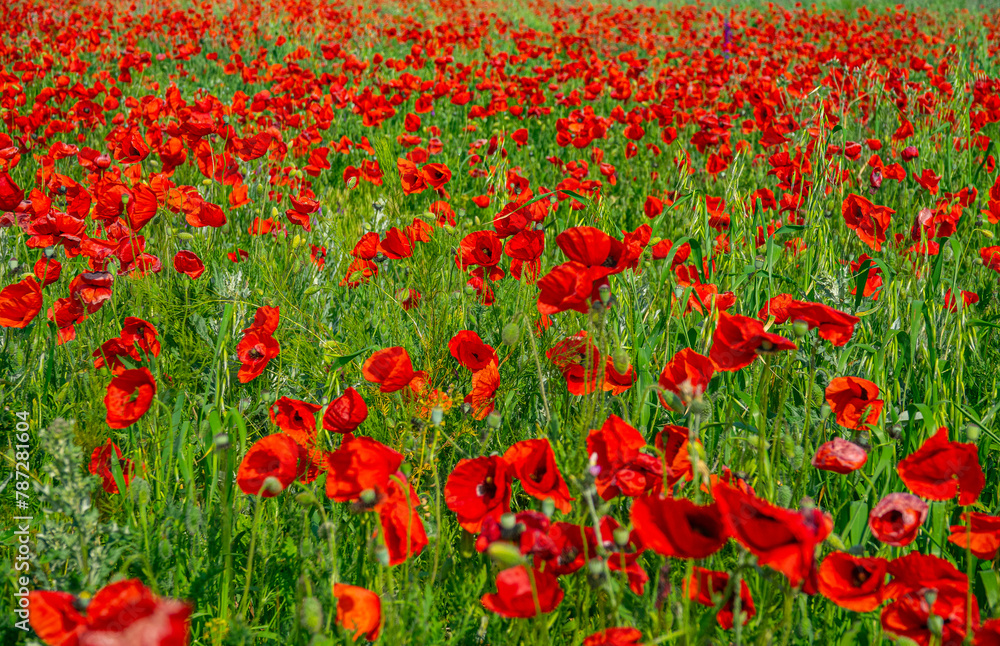 Red field of blooming poppies