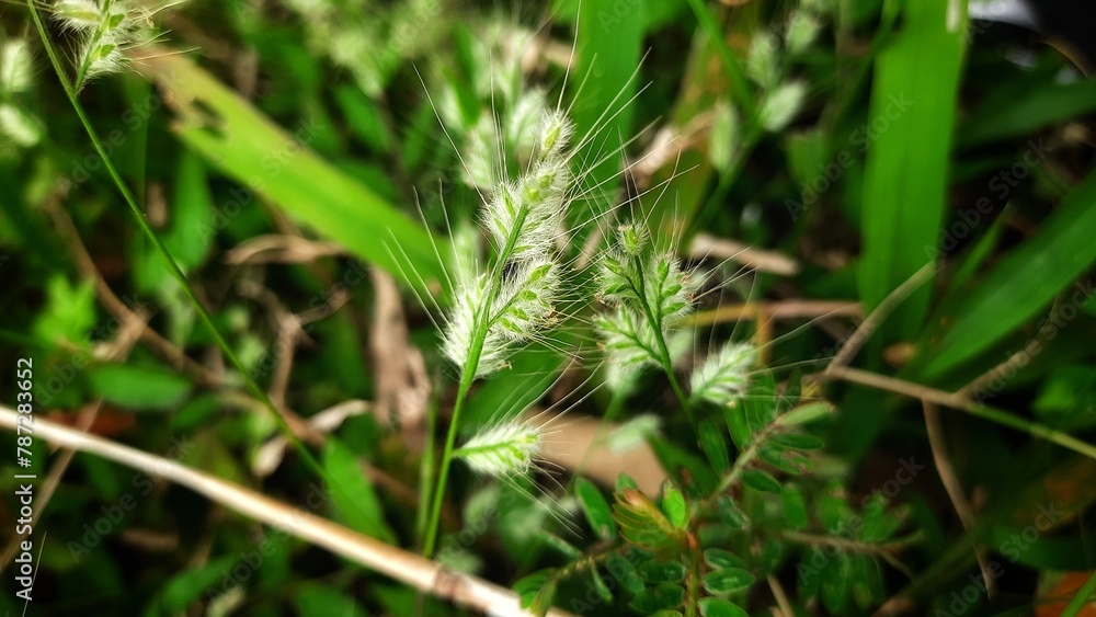 echinatus cynosurus is a species of weed that belongs to the Poaceae family. commonly known as dog s tail or fox tail or stargrass.
echinatus cynosurus is a species of weed that belongs to the Poaceae family. commonly known as dog s tail or fox tail or stargrass.