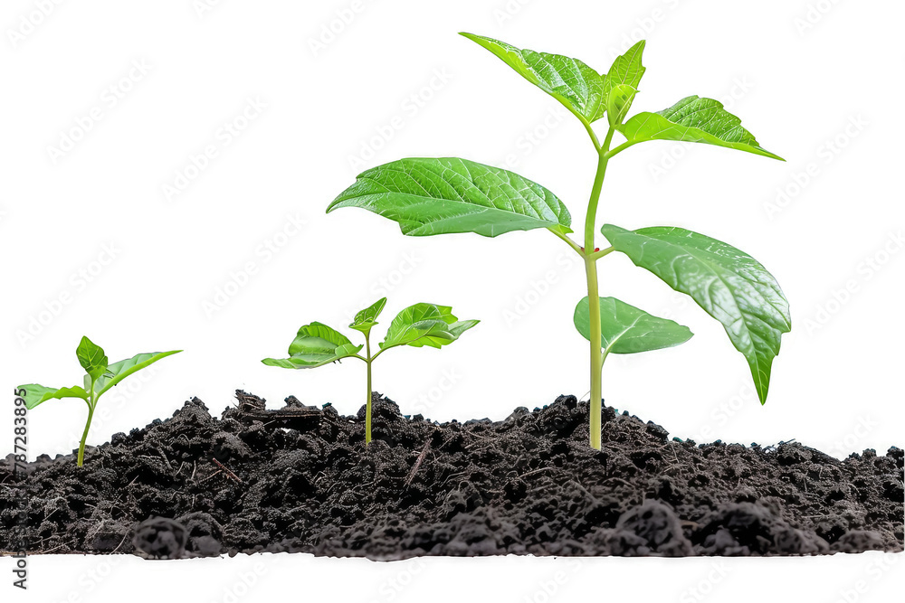 Young Greenhouse Seedlings Growing in Fertile Soil Isolated on a transparent background Young Greenhouse Seedlings Growing in Fertile Soil Isolated on a transparent background