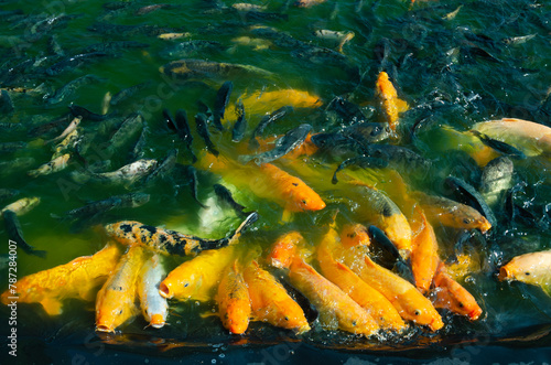 Cultivating tilapia and koi fish in ponds.