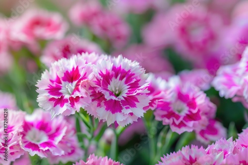 Closeup of Colorful Dianthus Flower as a Beautiful Summer Floral Garden Background