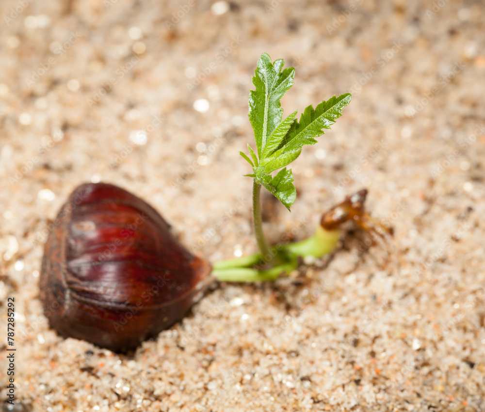 Young chestnut tree sprout