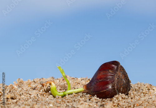 Sprouting Chestnut emerges from its seed casing.