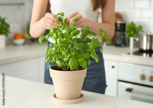 Woman's hands pluck off basil leaves from plant in the pot on the white kitchen background