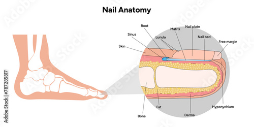 Nail anatomy 
