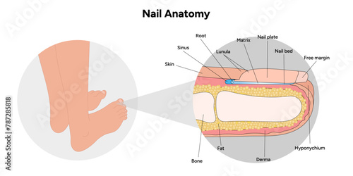 Nail anatomy  photo