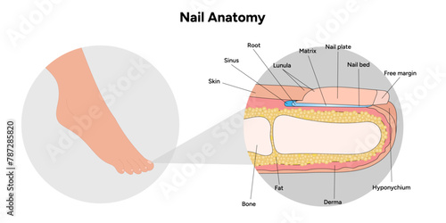 Nail anatomy 
