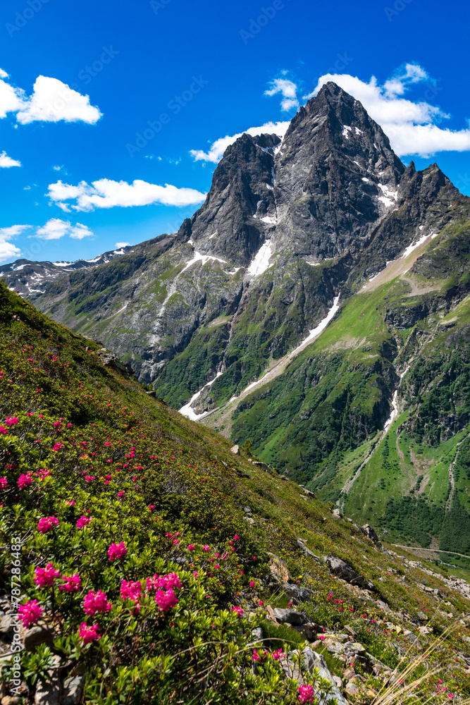 sunny day in the Austrian Alps with alpine roses (Verwall) sunny day in the Austrian Alps with alpine roses (Verwall)