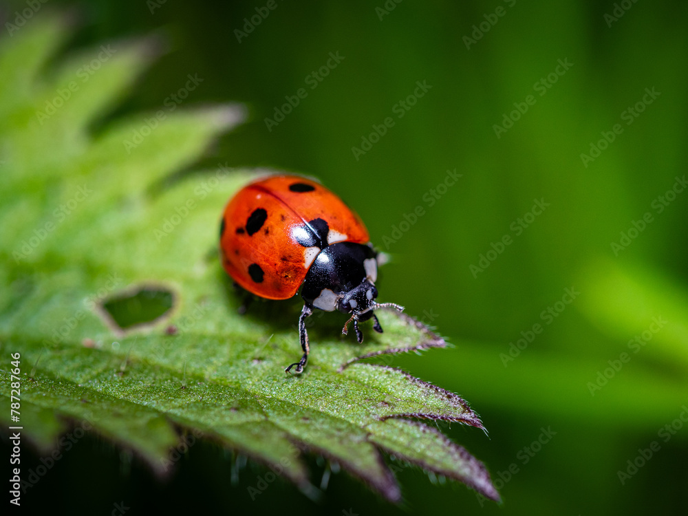 Ladybug, red with black dots green plant leaf. A beautiful brightly colored insect crawling on a bush leaf on a sunny day. Ladybug, red with black dots green plant leaf. A beautiful brightly colored insect crawling on a bush leaf on a sunny day.
