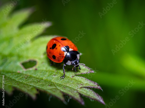 Ladybug, red with black dots green plant leaf. A beautiful brightly colored insect crawling on a bush leaf on a sunny day.