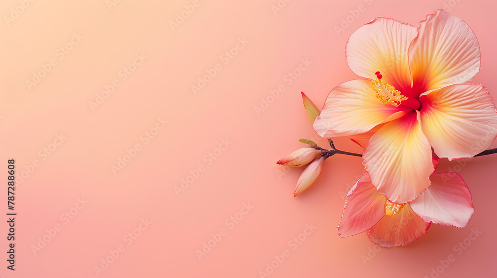 Obraz premium Flower minimal background the beauty that can be further developed is a variety of graphic designs