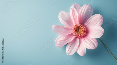 Flower minimal background the beauty that can be further developed is a variety of graphic designs