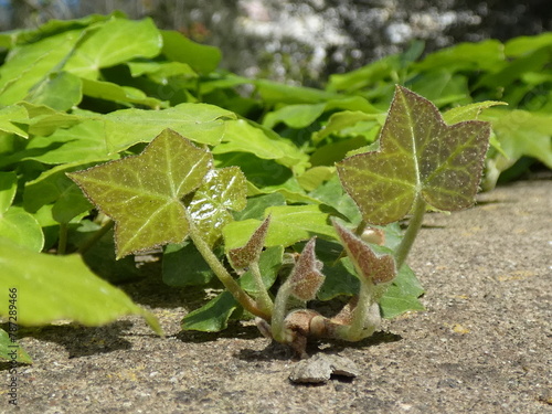 Close-Up Efeu junge Blätter wachsen wie eine kriechende Schnecke
