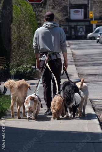 A dog walker with 5 dogs on leashes attached to his belt walks on an urban street