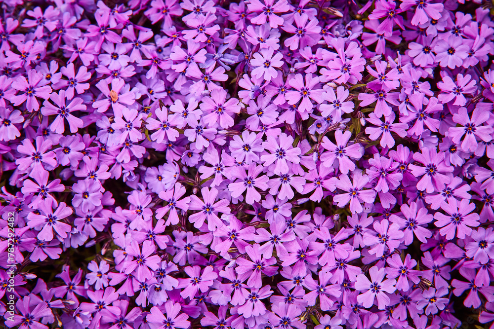 Lush Purple Flower Carpet Close-Up in Spring