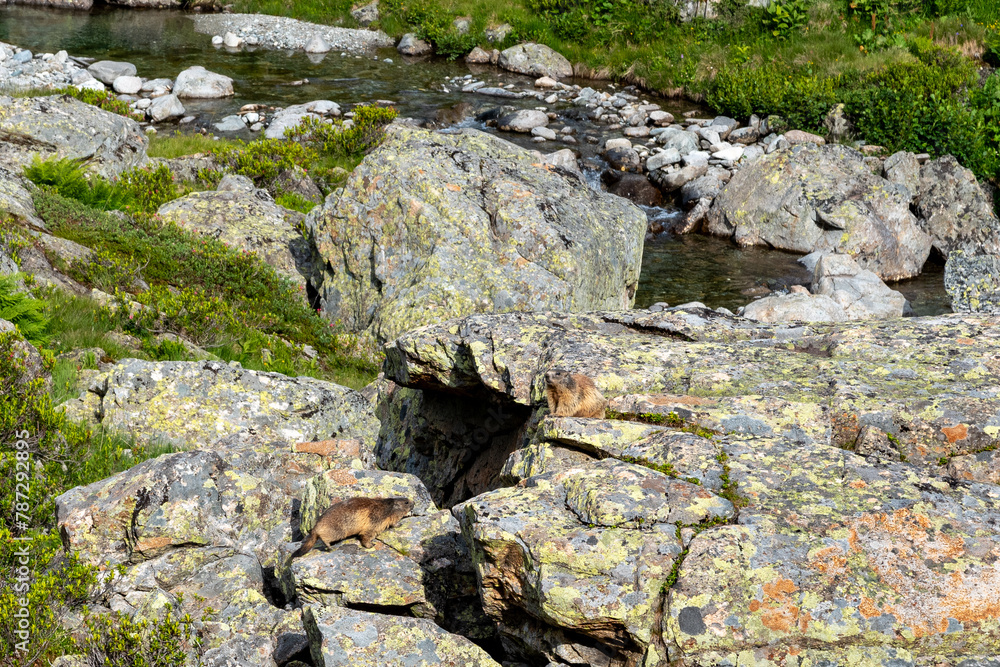 Marmot in the mountains (Austrian Alps)