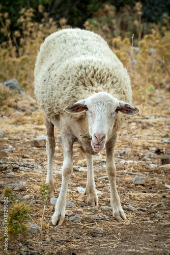 Portrait of a sheep in Crete, Greece