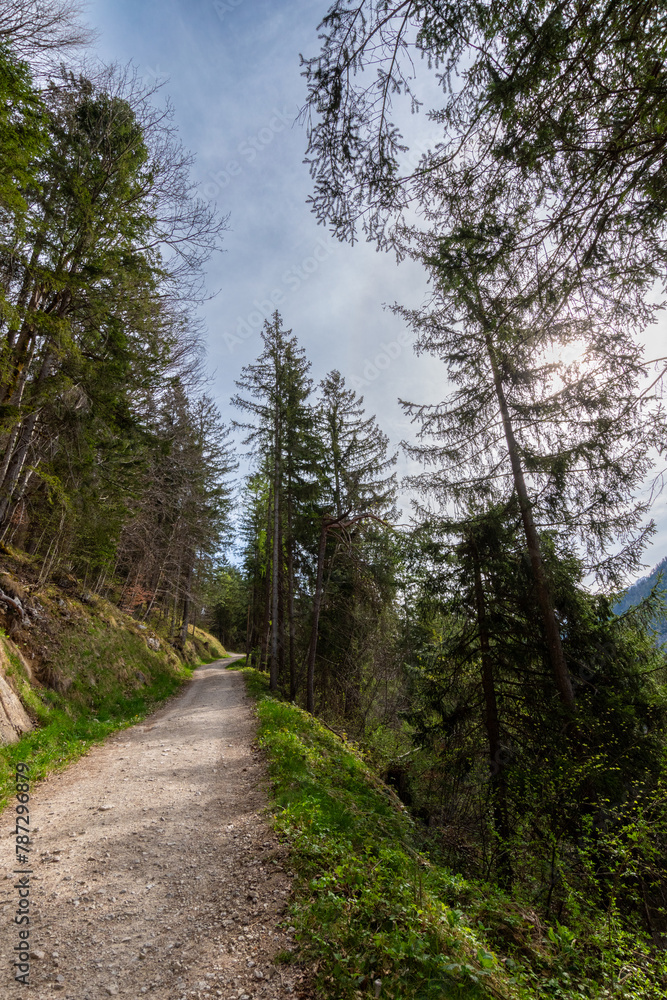 Fototapeta premium Scenic Mountain Path Through a Forested Hillside on a Clear Day (Kaiser Mountains, Austria)