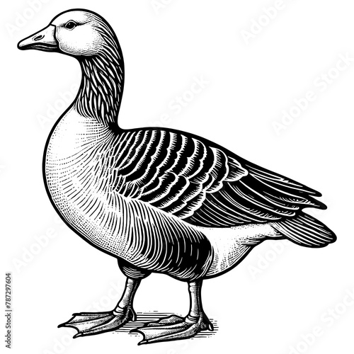 Fat Greylag Goose, captured in profile with intricate feather patterns sketch engraving generative ai fictional character PNG illustration. Scratch board imitation. Black and white image. photo