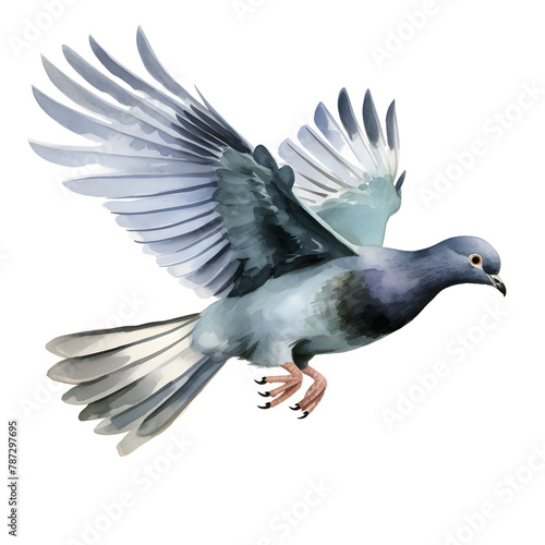 flying columba livia bird watercolor style, illustration.