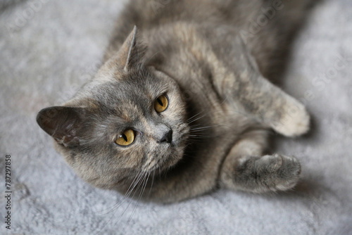 Portrait of a British Shorthair cat in the house.