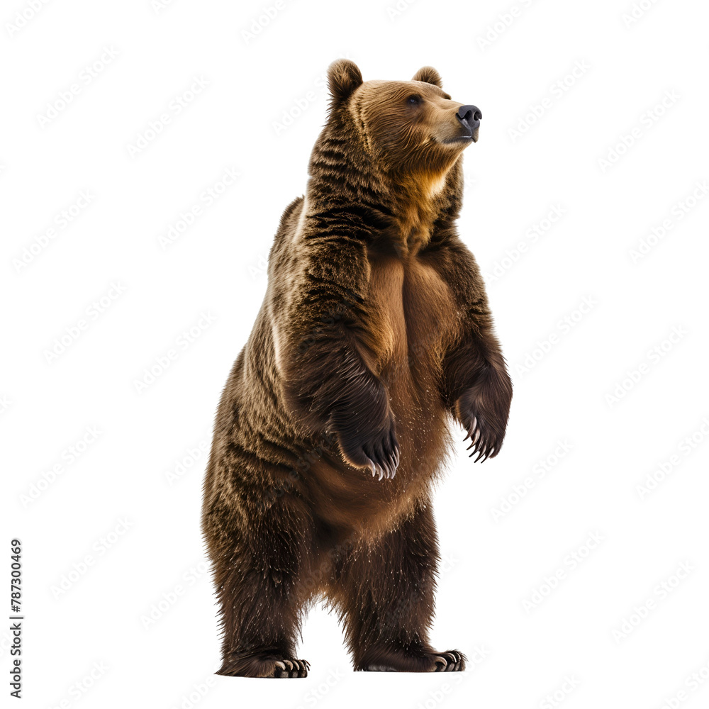 Fototapeta premium A brown bear stands on a white background