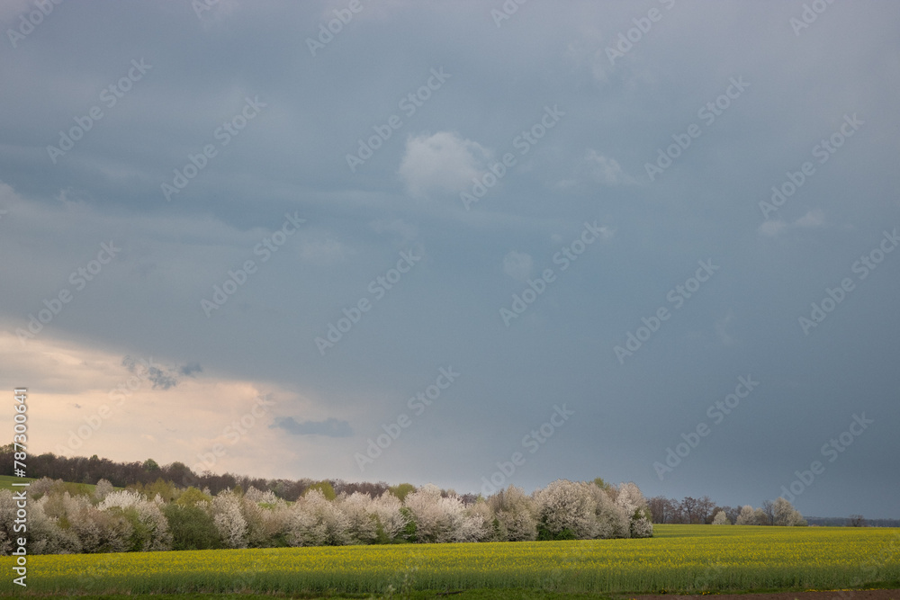 green field and clouds. rape field against rainy sky. flowering rapeseed field against cloudy sky. storm clouds over the field