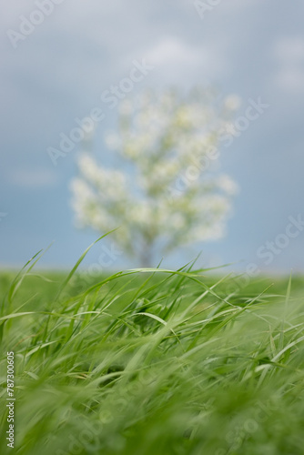 green grass on blue sky background. close up of green grass against cloudy sky in spring garden. close up of green grass in the spring in the garden. green grass against a blooming cherry tree