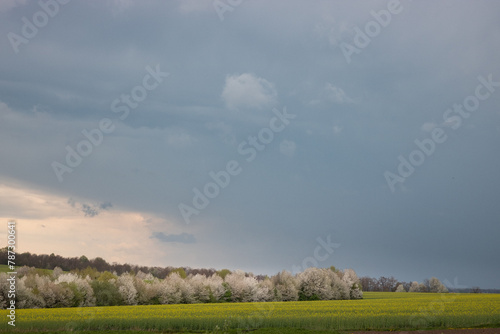 green field and clouds. rape field against rainy sky. flowering rapeseed field against cloudy sky. storm clouds over the field