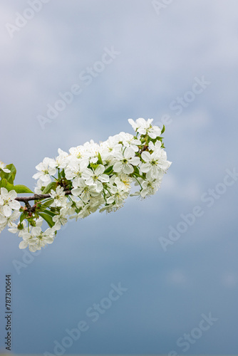 white cherry blossom. close-up of cherry blossoms. cherry blossom against dark sky