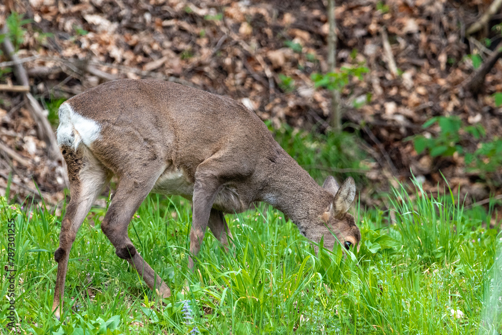 Deer Grazing in a Lush Green Meadow