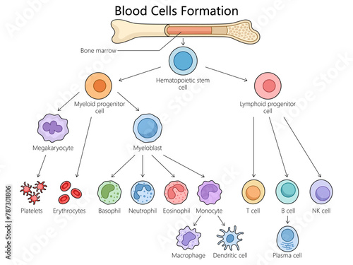 Human hematopoiesis blood cell formation from bone marrow, hematopoietic stem cells differentiation structure diagram hand drawn schematic vector illustration. Medical science educational illustration