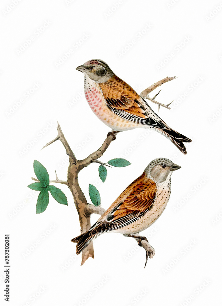 Fototapeta premium Finch Bird illustration. Vintage inspired bird art.