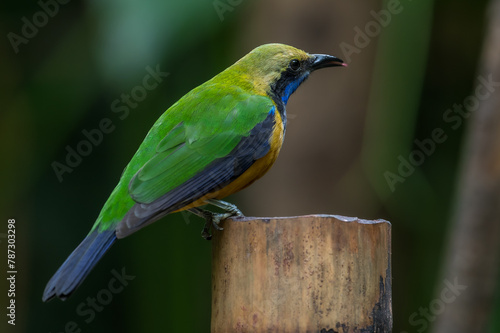 Orange-bellied Leafbird The head and upper body are green, the face, neck and upper chest are black, the antennae are bright blue, the wings and tail are dark blue. Chest and lower body orange photo