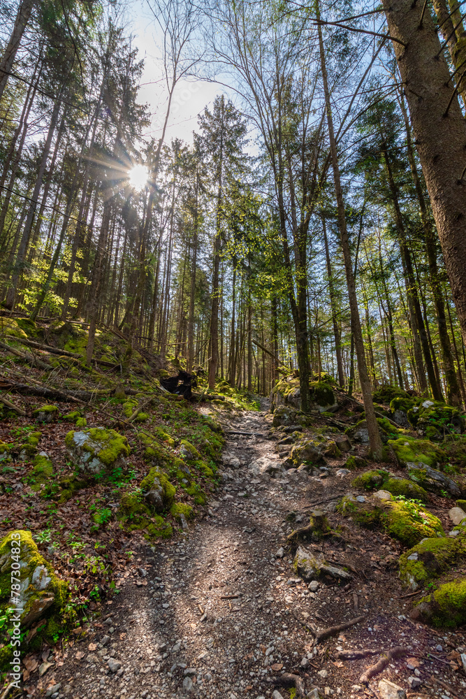 Sunlit Forest Trail: A Serene Pathway Through Nature's Embrace (Berchtesgaden, Bavaria) Sunlit Forest Trail: A Serene Pathway Through Nature's Embrace (Berchtesgaden, Bavaria)