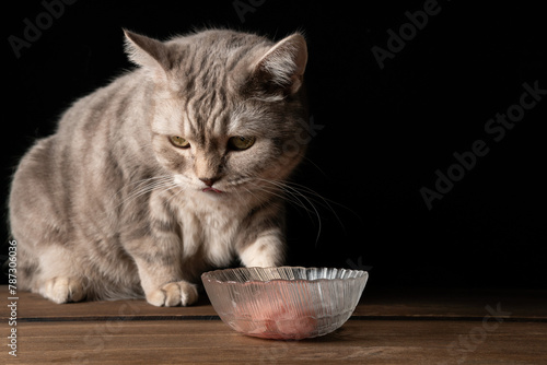 Scottish cat eats meat from a bowl on a black background © potas